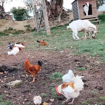 Les Papillons 441 Litteau